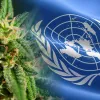 180 ongs piden a la ONU que incluya a la sociedad civil para elaborar las directrices sobre el cannabis medicinal