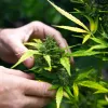 El Gremio de la Industria del Cannabis nace para conseguir seguridad jurídica en el sector