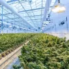 Almería aprueba un proyecto empresarial de cultivo de cannabis medicinal 