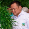 Tailandia planea despenalizar todos los usos del cannabis, incluído el recreativo 