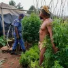 La policía de Sudáfrica detiene a un líder indígena por un huerto tradicional con cannabis