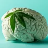 Una metarrevisión científica concluye que el uso agudo de cannabis puede provocar efectos cognitivos persistentes