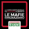 El Constitucional italiano tumba el referéndum para despenalizar el autocultivo de cannabis  