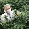 Francia legaliza la producción de cannabis medicinal mediante decreto 