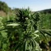 Marruecos autoriza el cultivo de cannabis en tres provincias norteñas 
