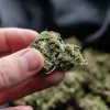 El porcentaje de THC libra de un delito a un hombre pillado con 259 gramos de cannabis