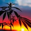 Los militares de Zambia se ponen a cultivar cannabis 