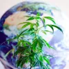 Según un informe, ningún convenio internacional prohíbe legalizar el cannabis