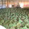 La policía interviene 400.000 plantas de cannabis ricas en CBD