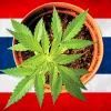 Los tailandeses podrán cultivar cannabis en sus casas sin límite 