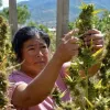 Oaxaca reconoce los derechos de los usuarios de cannabis con una declaración histórica 