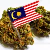 Malasia autoriza la regulación del cannabis medicinal