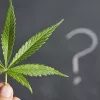 ¿Se escribe cánnabis o cannabis? ¿La cannabis o el cannabis?