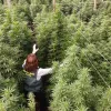 El Gobierno no encuentra quien destruya el cannabis ilegal de Madrid