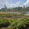Proponen legalizar los cultivos colectivos de cannabis en Nueva York