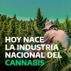Argentina promulga la ley del cannabis medicinal e industrial