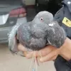 Interceptan una paloma mensajera cargada con marihuana 