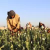 Afganistán inicia la erradicación de cultivos de opio