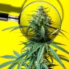 Alemania debate limitar el THC del cannabis