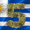 Uruguay cumple cinco años vendiendo marihuana legal