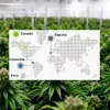 Una empresa canadiense autorizada para el cultivo de cannabis en España