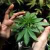 Paraguay debate legalizar el cultivo de cannabis 