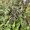 Policía y medios llaman “nueva y peligrosa droga” a la variedad de cannabis ‘Gelato’