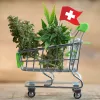 Suiza venderá cannabis recreativo a partir de septiembre