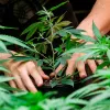 Una paciente brasileña consigue un habeas corpus para cultivar marihuana 