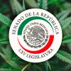 Senadores mexicanos insisten en que regularán el cannabis