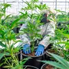 El gigante del cannabis Canopy deshace la compra de la empresa alicantina Cafina