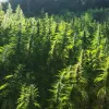 Marruecos entrega las primeras licencias para el cultivo legal de cannabis 