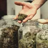 Montan un mercado de cannabis ilegal activista en Dublín con un cañón de hierba