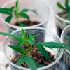 Los alemanes podrán tener dos plantas de marihuana y comprar hasta 20 gramos 