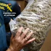 La Guardia Civil incauta un alijo de 32 toneladas de marihuana que podría ser cáñamo