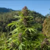 Absuelven a un hombre que cultivaba 62 plantas de marihuana para consumo propio