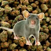 Desaparecen 200 kilos de cannabis en una comisaría y la policía culpa a las ratas