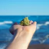 Uruguay avanza en el proyecto de venta de cannabis a turistas