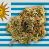 Una nueva variedad de cannabis más potente se venderá en Uruguay este mes