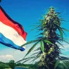 Países Bajos no empezará a vender cannabis cultivado legalmente hasta 2024