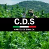 El Cártel de Sinaloa busca oportunidades en la legalización del cannabis 