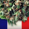 El Supremo francés anula la prohibición de vender cogollos de CBD