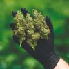 Proponen importar cannabis de Canadá para venderlo en los coffeeshops holandeses 