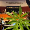 Senadores mexicanos dicen que retomarán la regulación del cannabis el mes que viene 