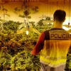 Intervienen un cultivo de 400 plantas de marihuana gracias al aviso de Endesa 