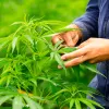 Marruecos importa las semillas de cannabis para los primeros cultivos medicinales 