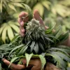 Legisladores chilenos protegen el autocultivo de cannabis medicinal