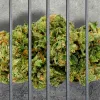 Condenados a 9 meses de cárcel y 9000 € de multa por un club de cannabis 
