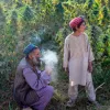 Afganistán prohíbe el cultivo de cannabis y cáñamo