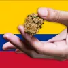 La legalización del cannabis en Colombia avanza un paso más